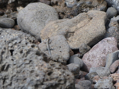 Cryptoblepharus boutonii