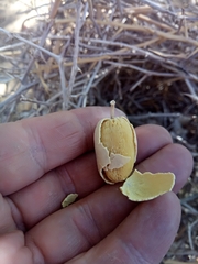 Balanites aegyptiaca