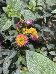 Lantana horrida