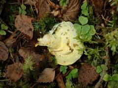Hypomyces chrysospermus