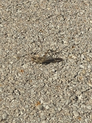 Cyrtacanthacridini