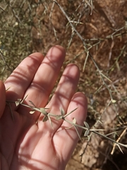 Balanites aegyptiaca