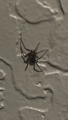 Steatoda nobilis