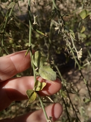 Balanites aegyptiaca