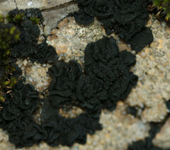 Lathagrium auriforme