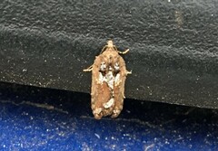 Acleris