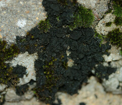 Lathagrium auriforme