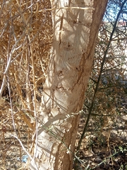 Balanites aegyptiaca