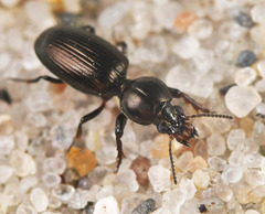 Dyschirius obscurus
