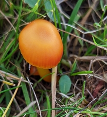 Hygrocybe insipida