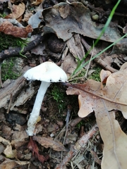 Lepiota erminea