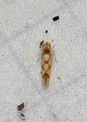 Zygina flammigera