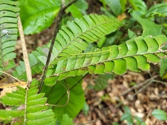 Adiantum abscissum