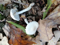 Lepiota erminea
