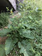 Arctium lappa