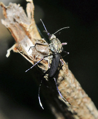 Psorophora johnstonii