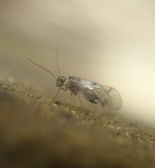 Elipsocidae