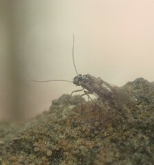 Elipsocidae