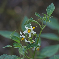 Solanum douglasii