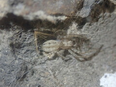 Anyphaena accentuata