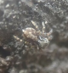 Pseudeuophrys lanigera