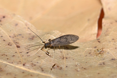 Sympherobius klapaleki