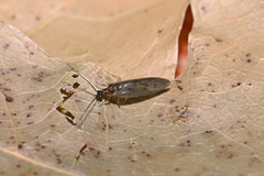 Sympherobius klapaleki