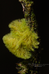 Coenogonium implexum