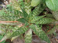 Aloe maculata