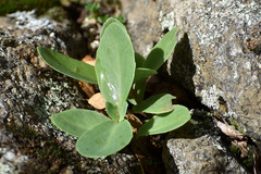 Hylotelephium maximum