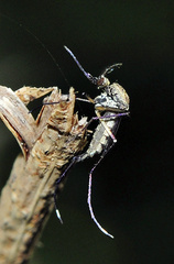 Psorophora johnstonii
