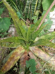 Aloe maculata