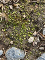Fissidens bushii