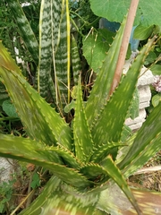 Aloe maculata
