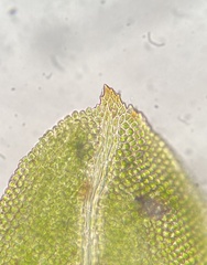 Fissidens bushii