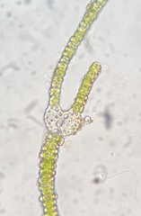 Fissidens bushii