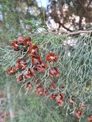 Juniperus turbinata