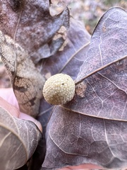 Acraspis pezomachoides