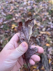 Acraspis pezomachoides