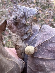 Acraspis pezomachoides