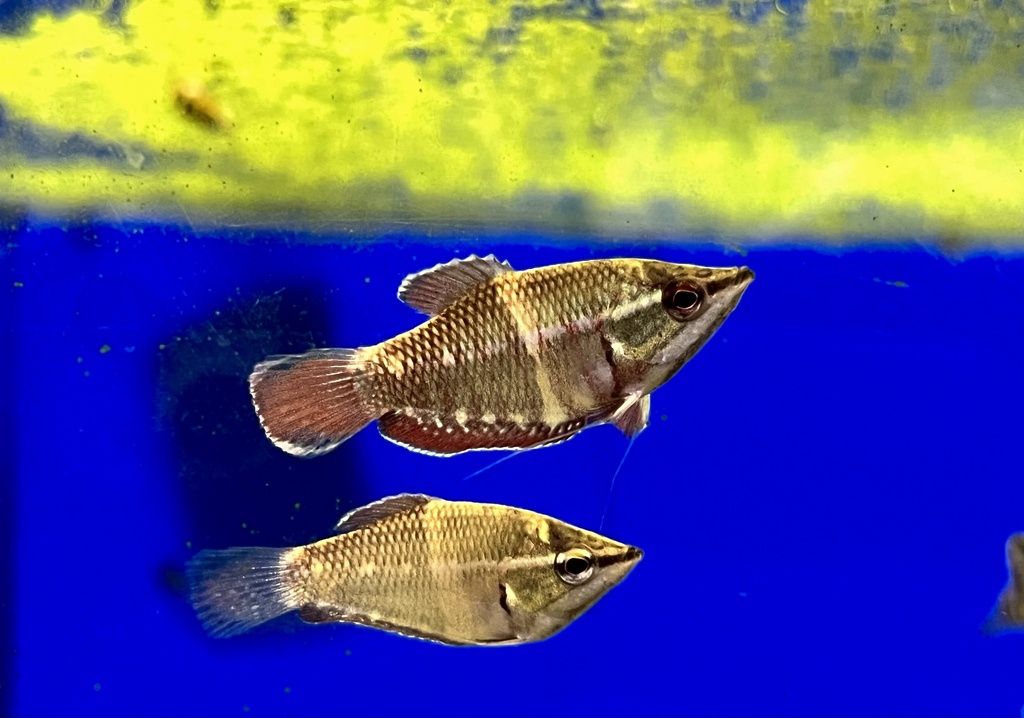 Samurai Chocolate Gourami