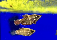 Sphaerichthys vaillanti