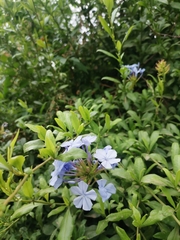 Plumbago