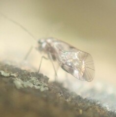 Elipsocidae