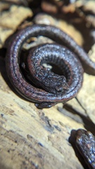 Batrachoseps attenuatus