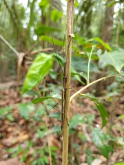 Paraphasma sooretama