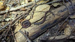Batrachoseps attenuatus