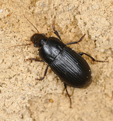 Harpalus anxius