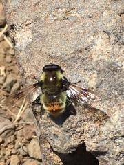 Sericomyia flagrans
