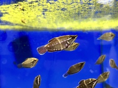 Sphaerichthys vaillanti